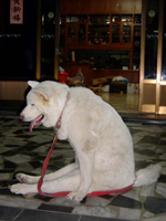 Dog tired!